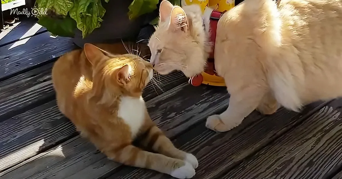 Cat Who Hates Other Cats Meets His Mini Me and Invites Him Inside