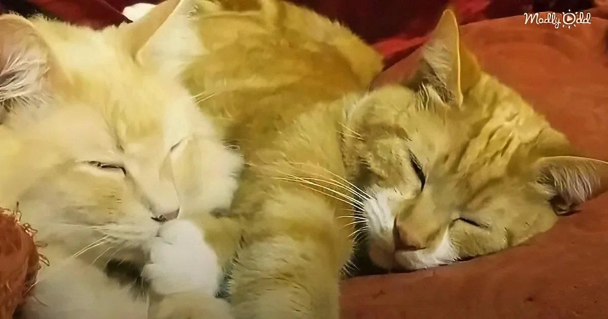 Two fluffy cats, one white and one orange, are cuddling and sleeping peacefully together.