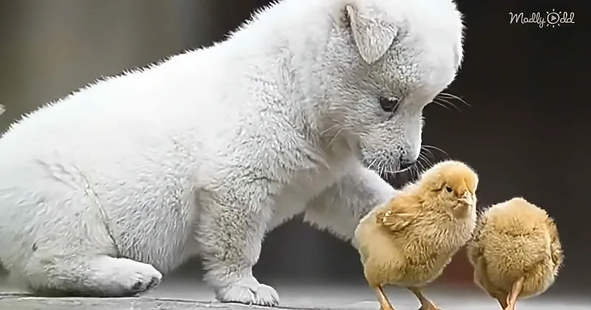 A fluffy white puppy sniffs two small yellow chicks, creating a heartwarming scene.
