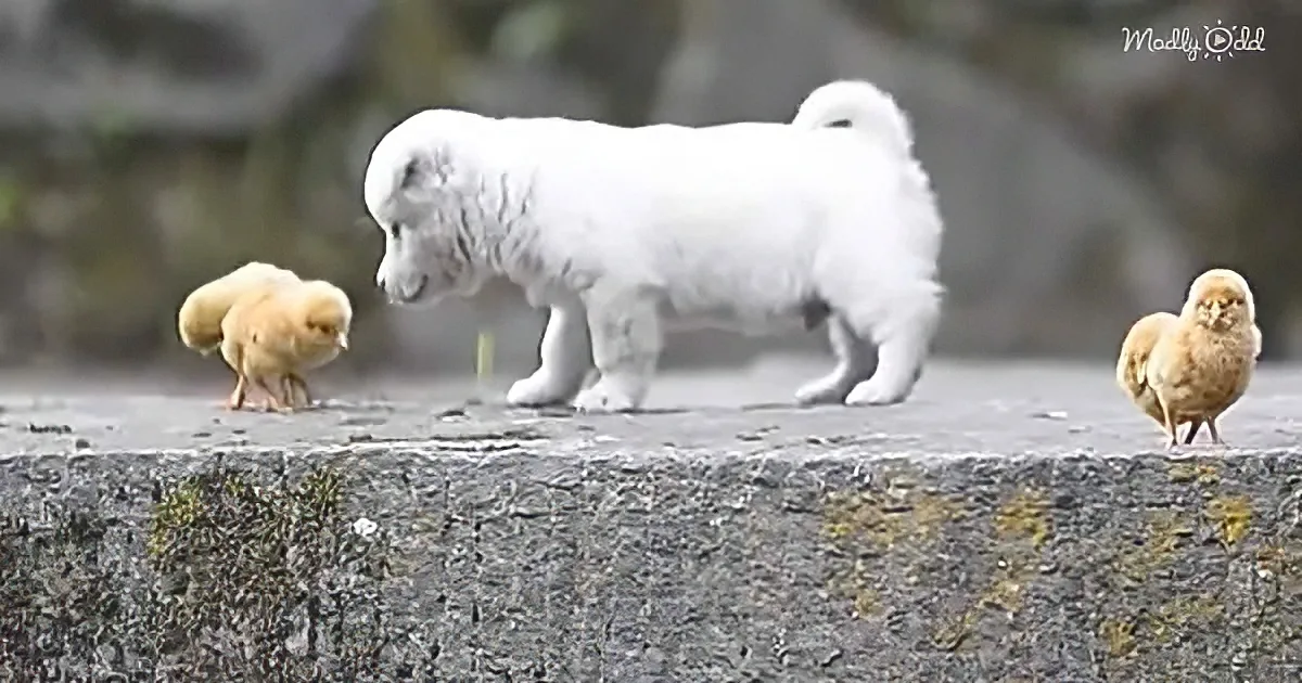 Playful white puppy and little chicks