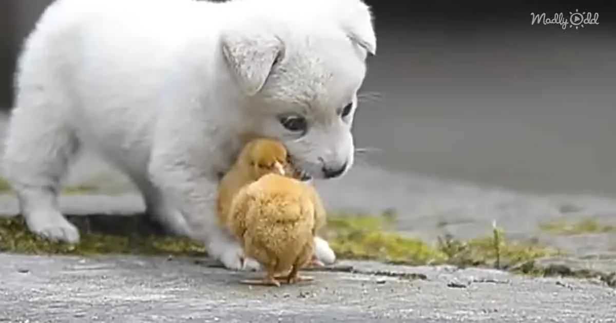 Playful white puppy and little chicks