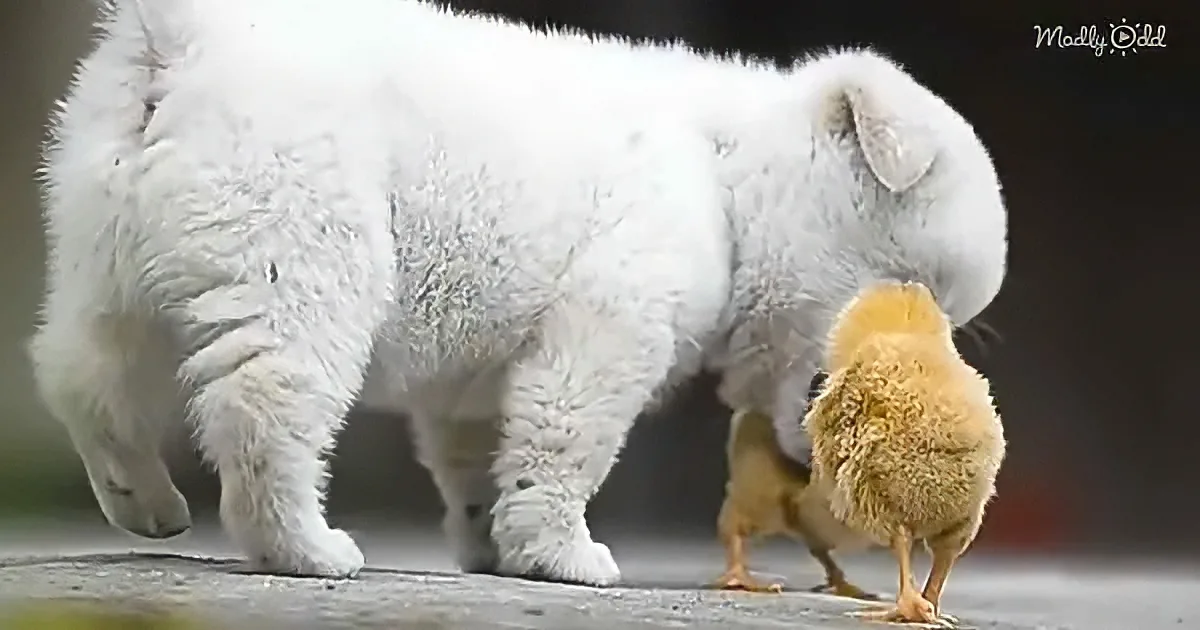 Playful white puppy and little chicks