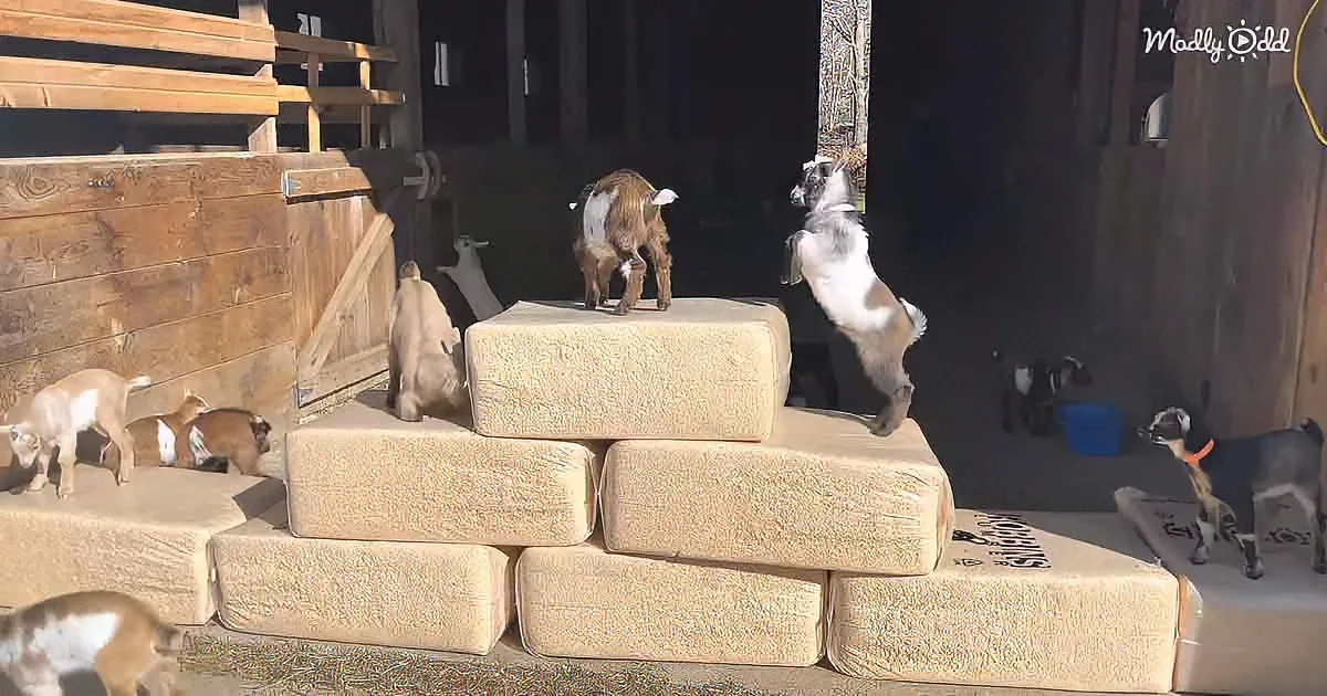 Goats are climbing and playing on stacked bales of hay in a sunny outdoor setting.