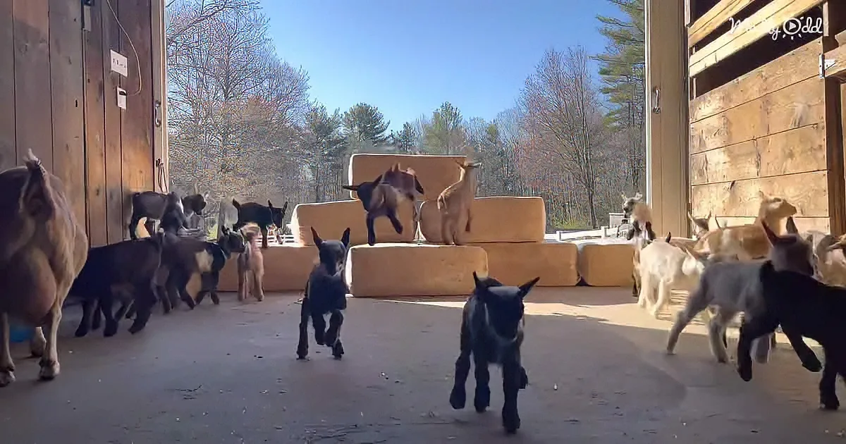 Bouncy baby goats