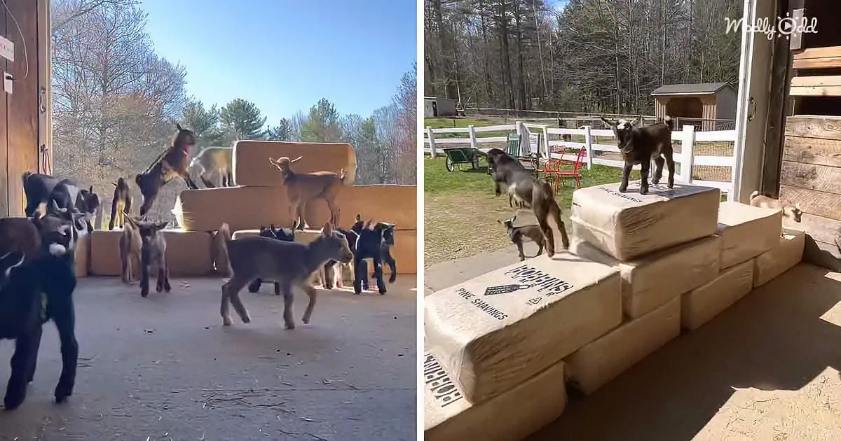 34 Bouncy Baby Goats Practice Ninja Acrobatics on Hay Bales