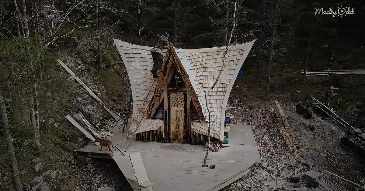 A person climbs ladder on rustic wooden cabin with unique roof design in forest setting.