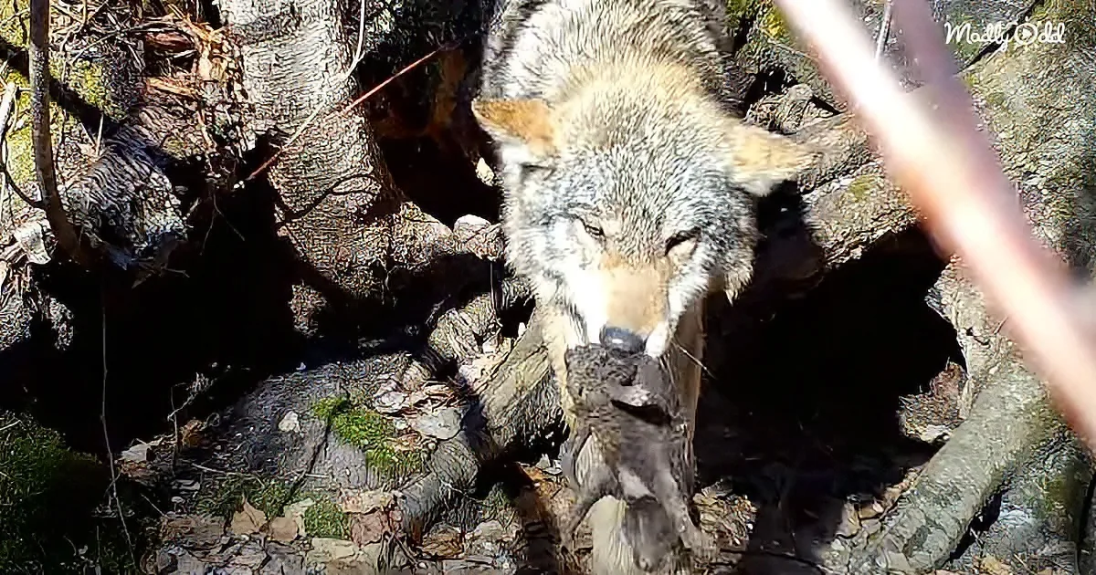 A wolf with closed eyes and a white muzzle stands amidst tree trunks and moss-covered rocks.