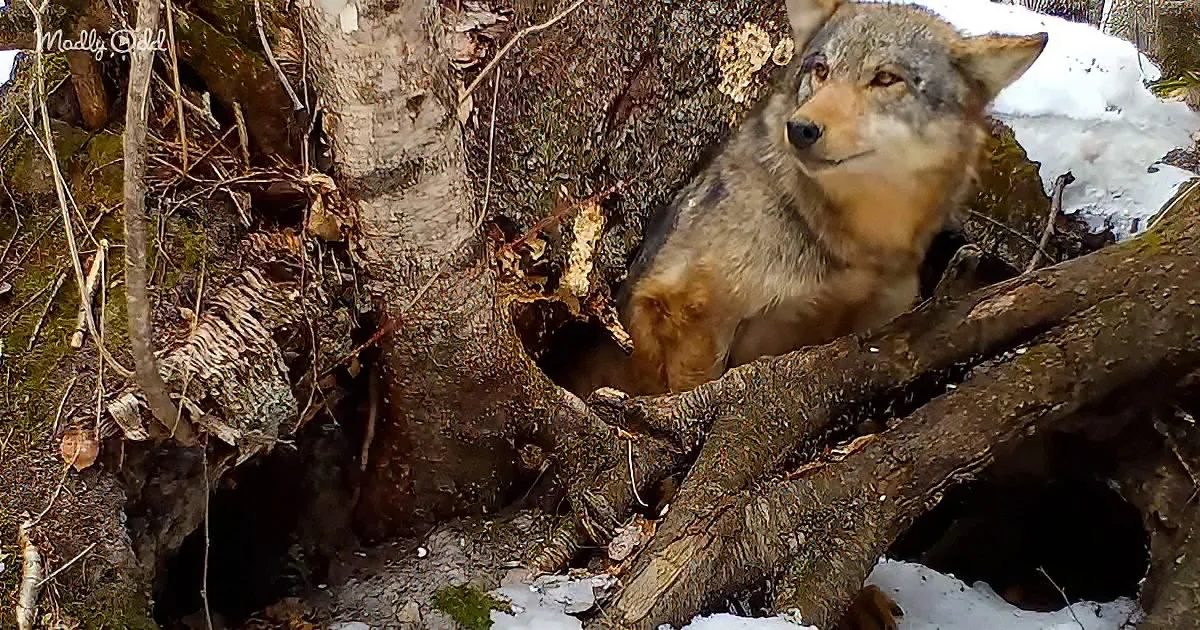 A wolf sits amidst fallen branches and snow-covered ground, surrounded by tree trunks and moss.