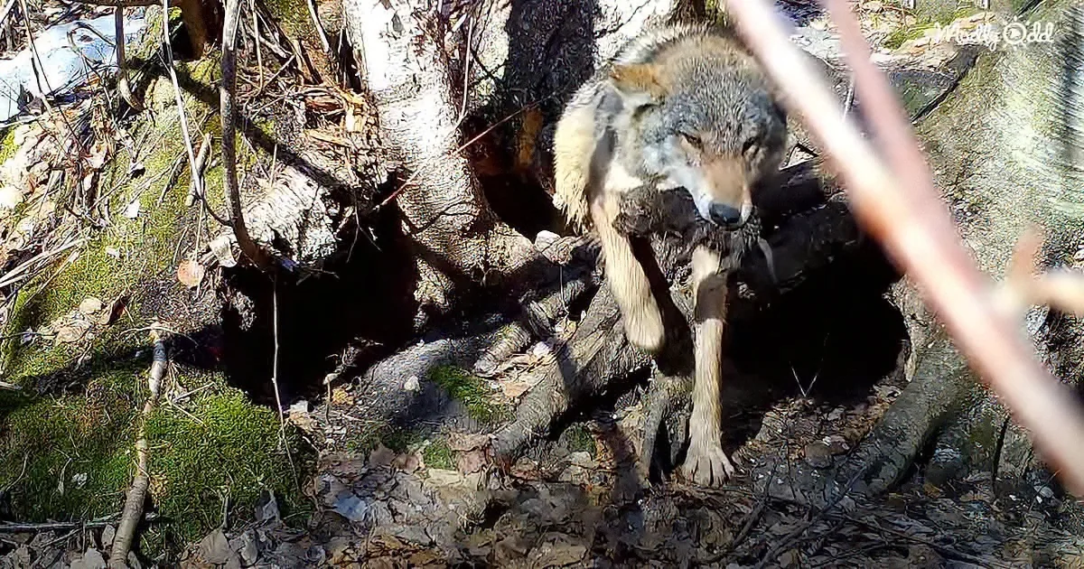 Wolf Mommy Saves Her 7 Babies From Flooded Den, Relocates Them