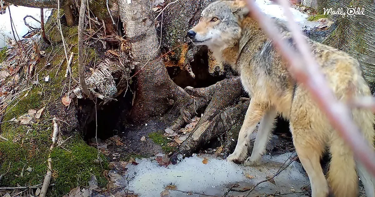A wolf stands near a tree in a forested area with snow and moss.