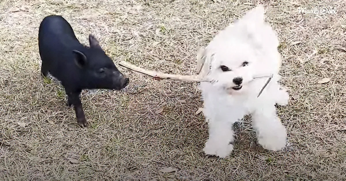 Woman Hears Noise in the Bushes and Finds a Little, Tiny Black Piglet