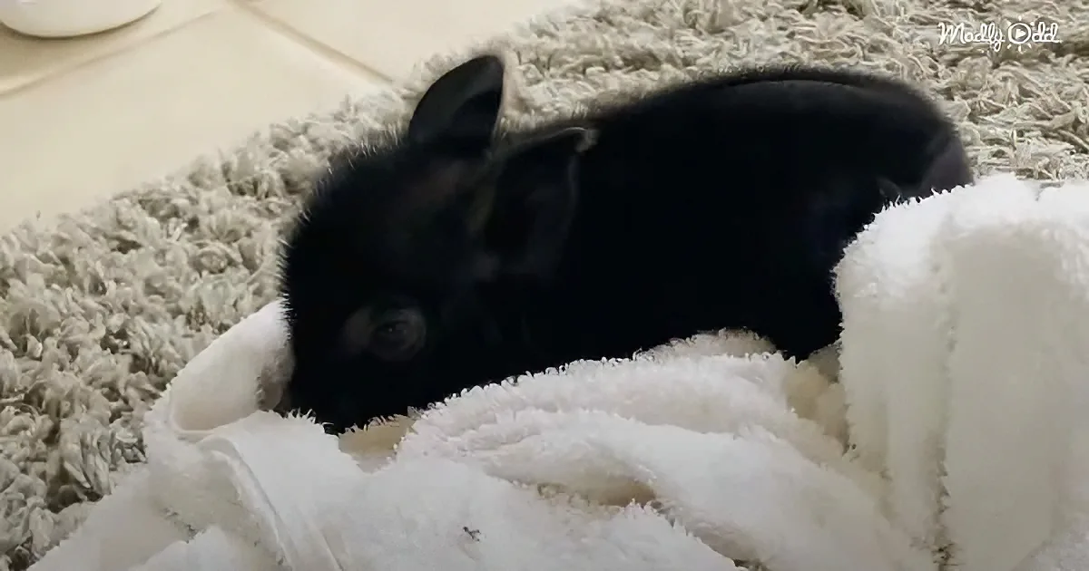 A small black rabbit rests on a fluffy white blanket and rug, appearing relaxed.