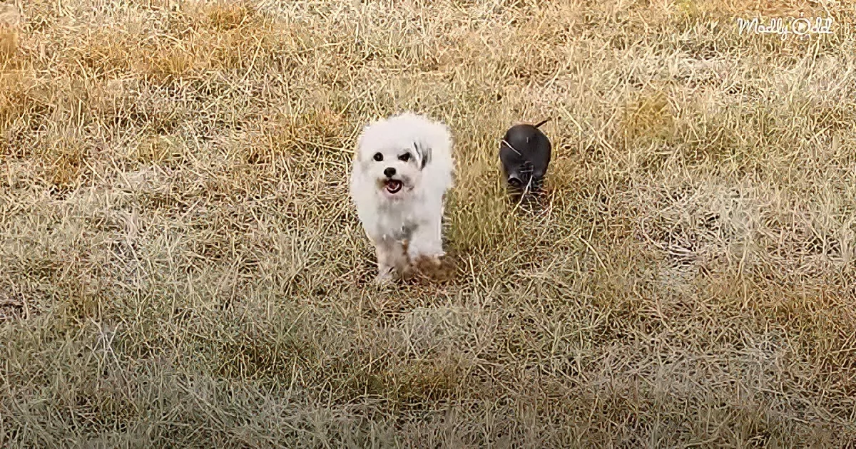 A small white dog stands in a grassy field, looking at a black animal behind it.