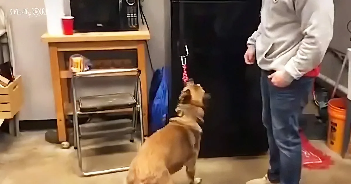 A dog on a leash sits facing a person in a room with a table, chair, and various items.