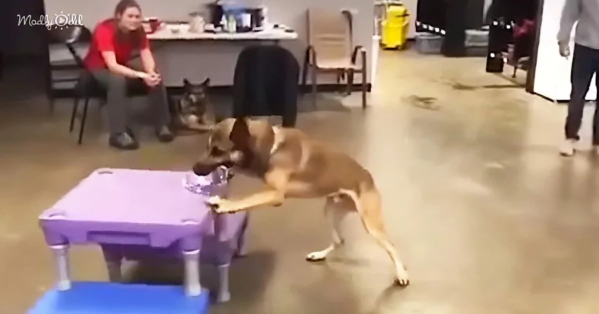 A dog is playfully interacting with a purple toy on the floor in a room with people and furniture.