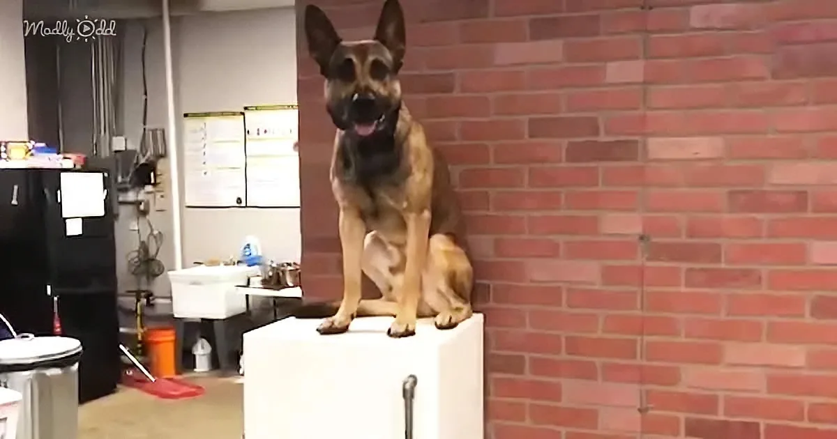 A German Shepherd sits calmly on a white pedestal in a room with a brick wall and various equipment.
