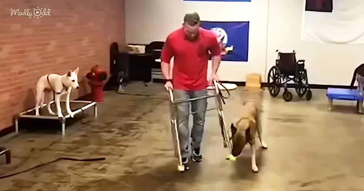 A man in a red shirt uses crutches while a dog assists him, another dog watches nearby.