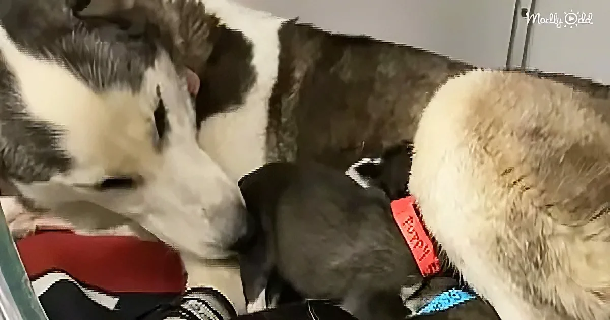 A black and white dog is nuzzling a small black puppy with a red collar.