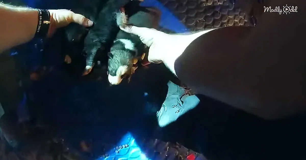 First Responders Rescue Husky & Her Pups From a Burning House