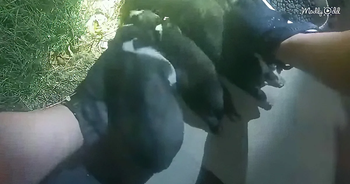 A small dog with a black and white coat is being held by a person's hands.
