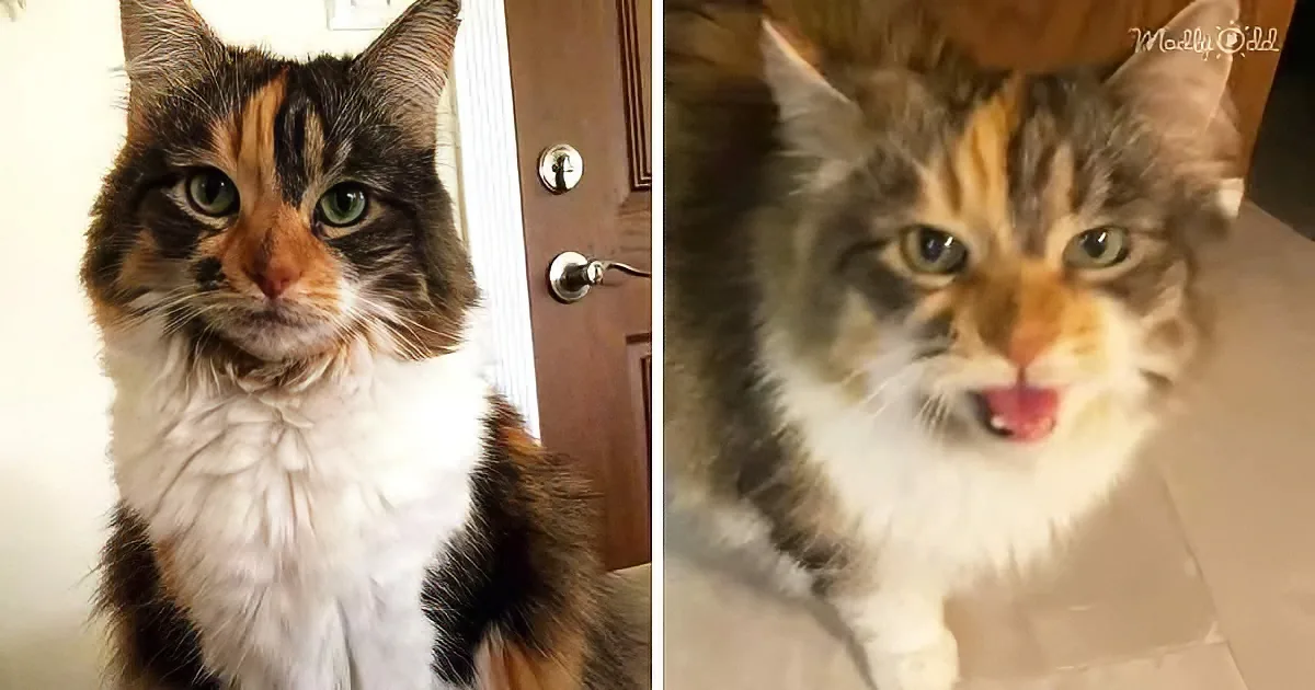 This Exquisite Kitty Speaks English. but Just One Word.