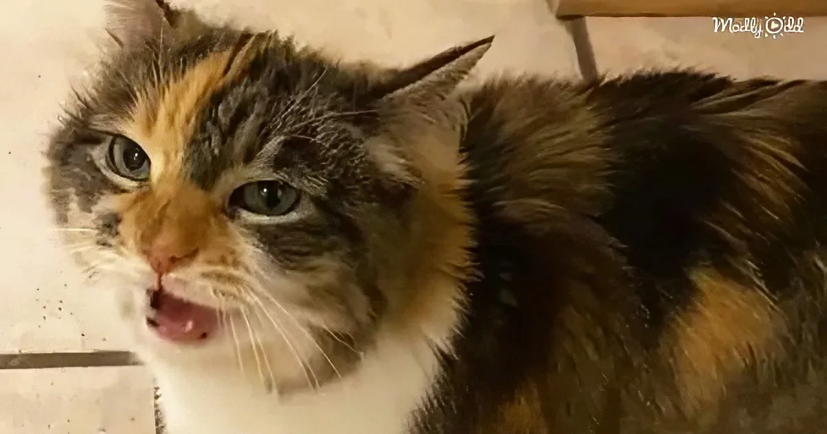 A calico cat with a white chest and green eyes is sitting on a tiled floor, looking slightly to the side.