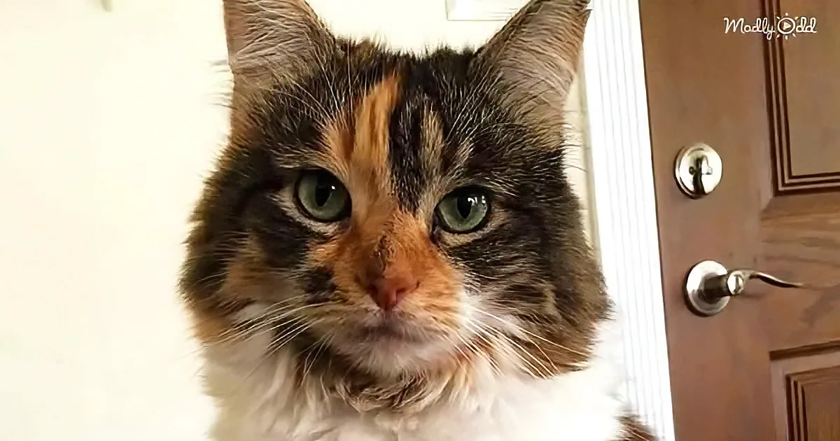 A close-up of a calico cat with green eyes, white chest, and a mix of brown, black, and orange fur.