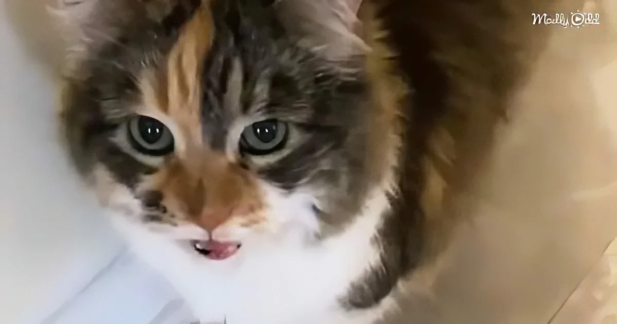 A fluffy calico cat with striking blue eyes and a pink nose looks directly at the camera.