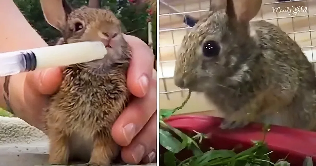 Woman Rescues Orphaned Baby Rabbit Who Doubles in Weight Every Day