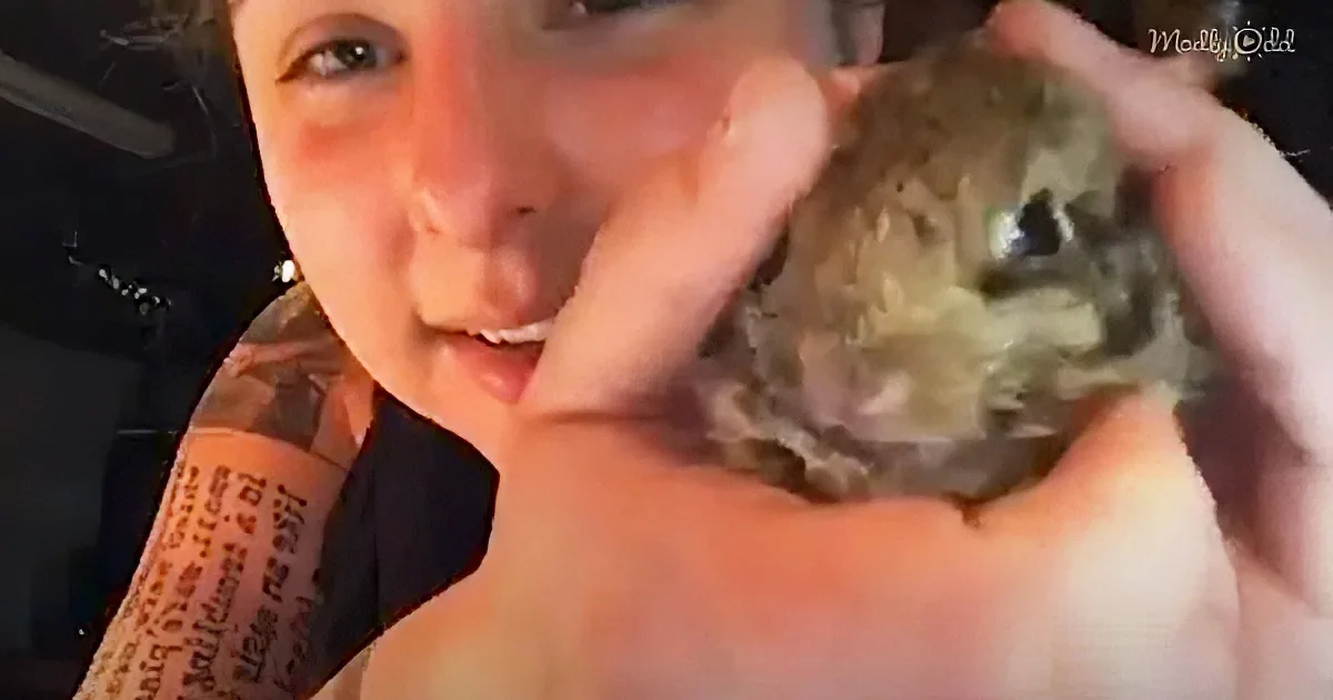 A person holds a small, fluffy, grayish-brown animal, possibly a kitten, close to their face.