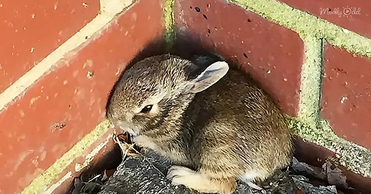 A rabbit rests nestled in a brick alcove, surrounded by debris and moss.
