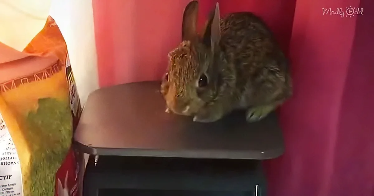 A small brown rabbit sits on a microwave, surrounded by a pink curtain and a bag of vegetables.