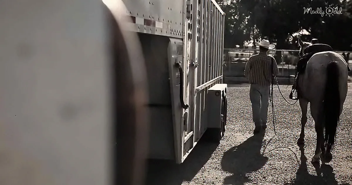 A man leads a saddled horse towards a horse trailer on a sunny day.