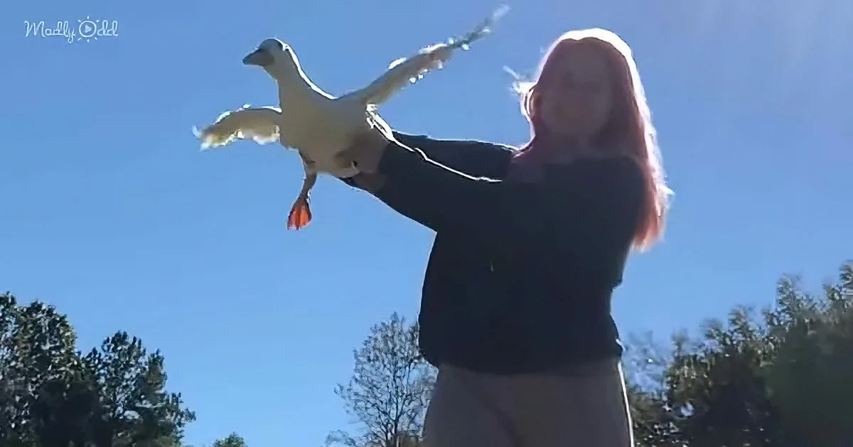 Compassionate Woman Helps Injured Duck Overcome Her Limitations