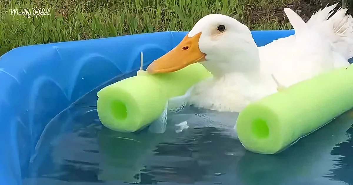A white duck with an orange beak is in a blue kiddie pool, holding a green pool noodle.