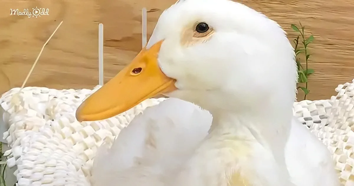 A white duck with a yellow beak rests on a white textured surface, surrounded by greenery and wooden background.
