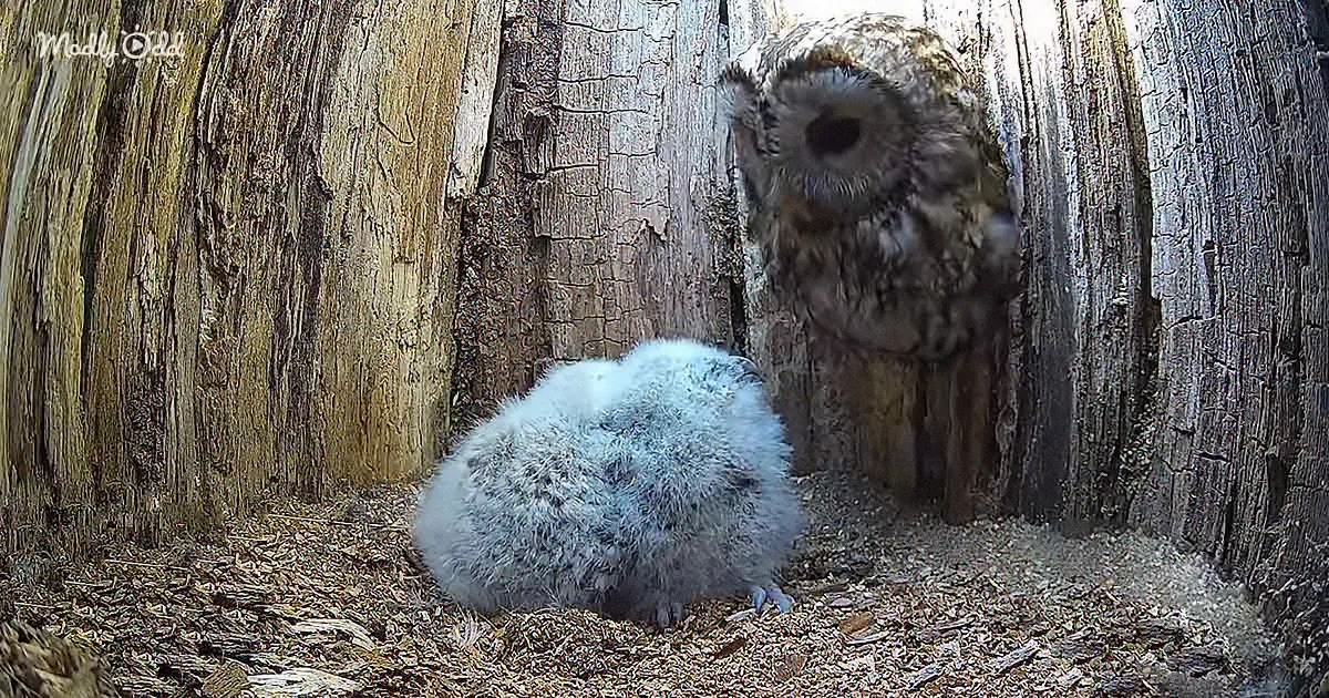 Tawny Owl Mom Accepts Rescued Chicks the Moment She Spots Them