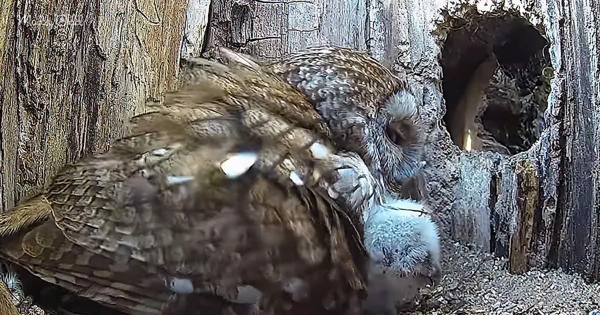 A large owl with spread wings stands near a tree trunk with a hole, possibly feeding or protecting its young.