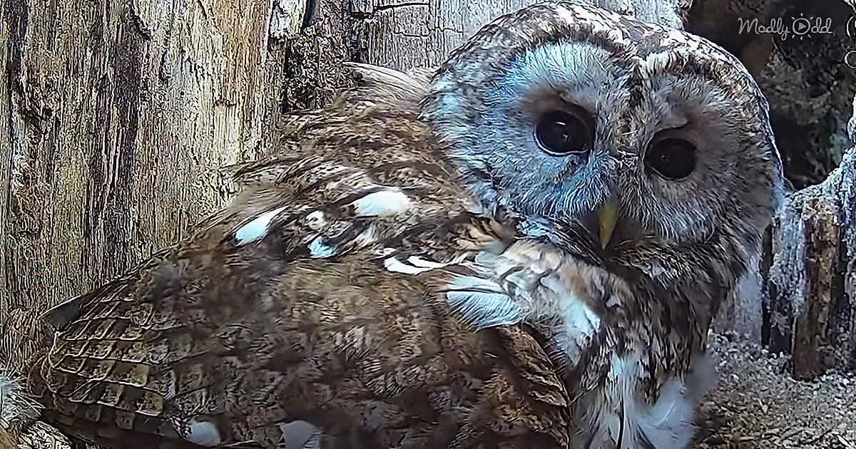 A tawny owl with large, dark eyes and mottled brown and white feathers is perched on a tree trunk.