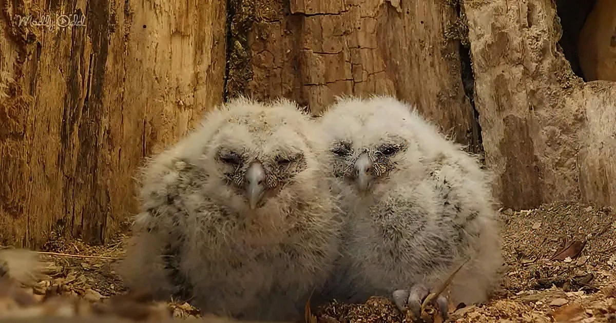 Two fluffy baby owls with dark eyes and beaks sit closely together on a bed of wood chips.