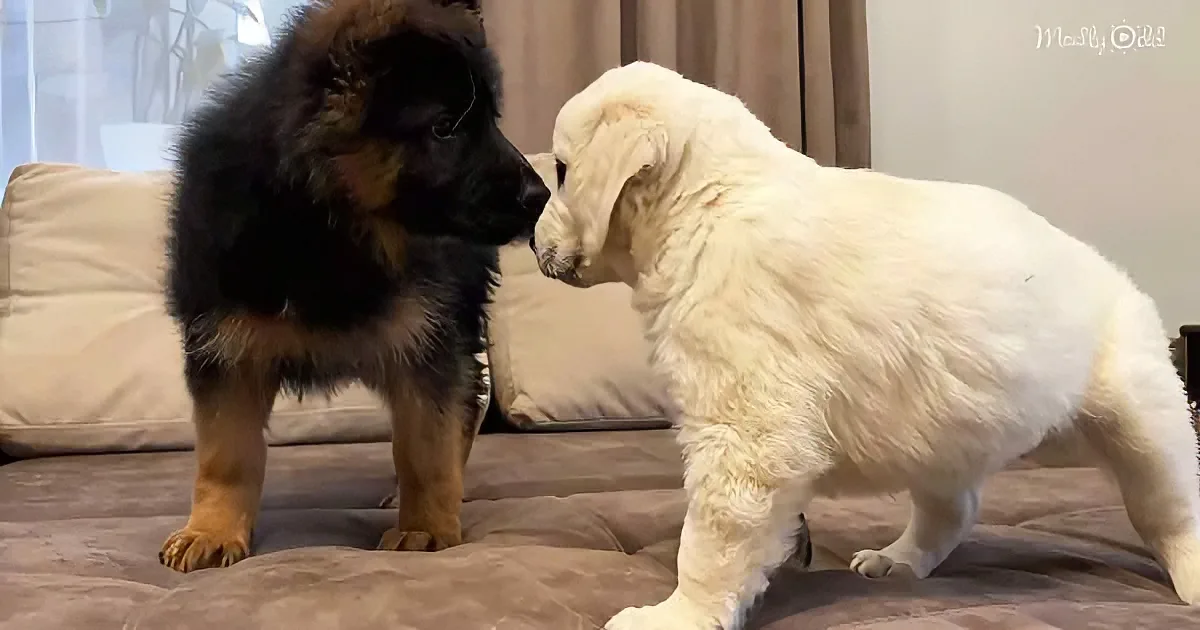 German Shepherd and Golden Retriever puppy