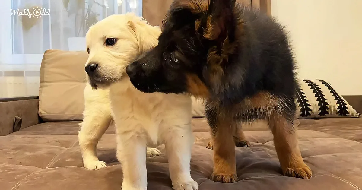 German Shepherd and Golden Retriever puppy