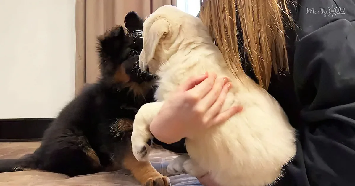 German Shepherd and Golden Retriever puppy