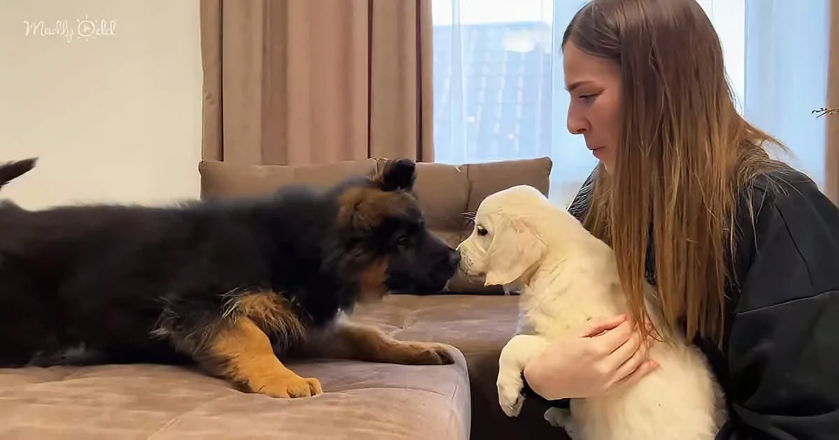 Inquisitive German Shepherd Puppy Meets Laid Back Golden Retriever Puppy