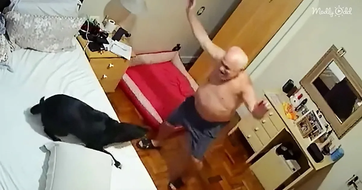 A shirtless man dances in a bedroom with a black dog on the bed.