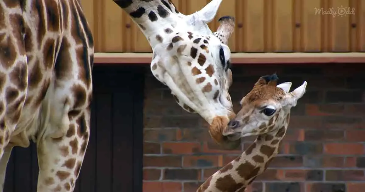A mother giraffe gently nuzzles her baby giraffe, both with distinctive spotted patterns.