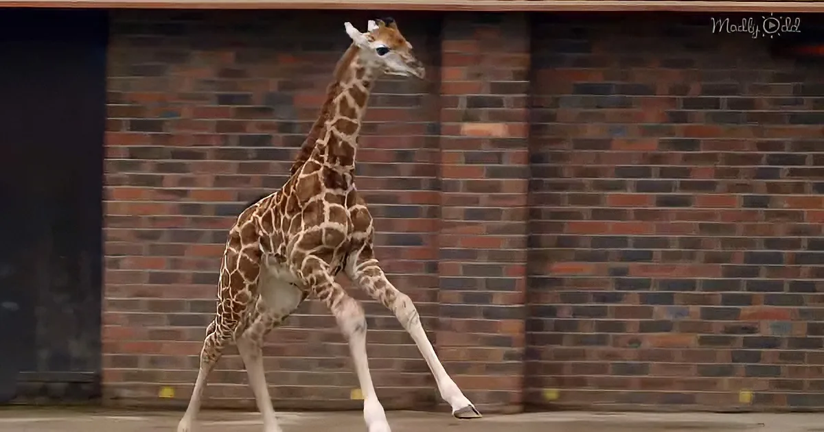 A young giraffe is running with its front legs extended, showcasing its long neck and spotted coat.