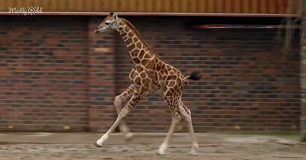 A young giraffe runs across a dirt enclosure with a brick wall in the background.