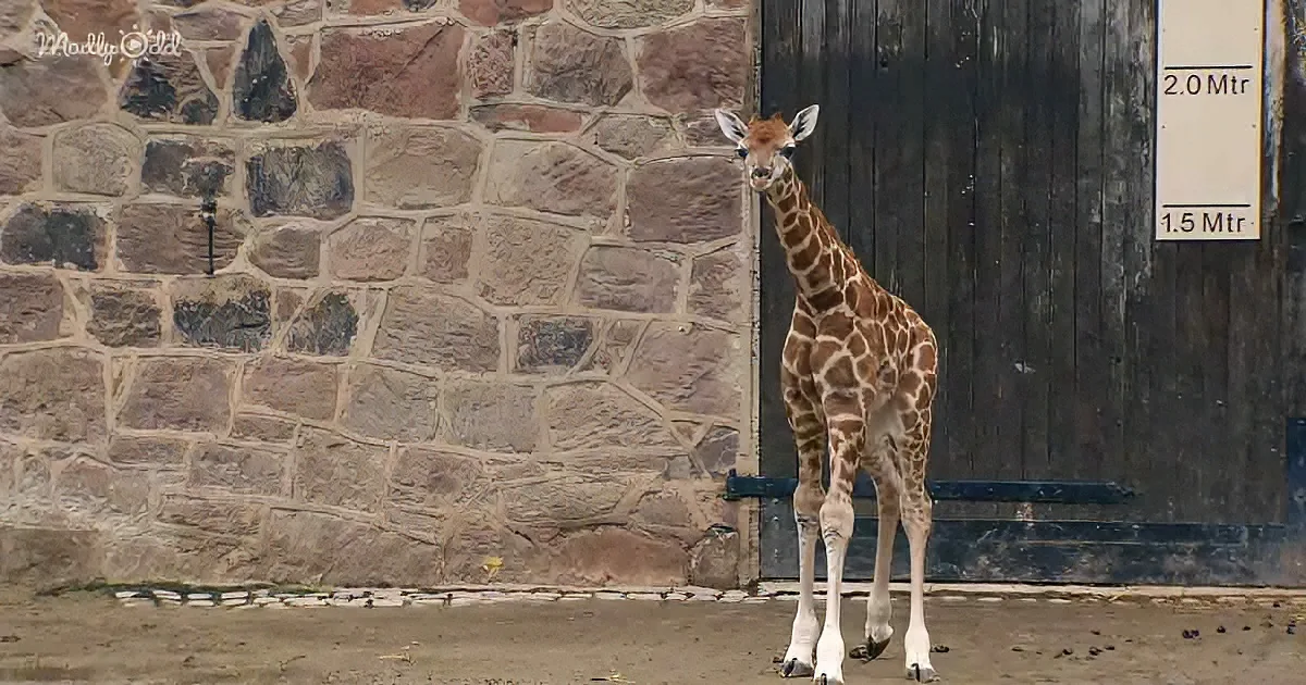 A young giraffe stands in front of a stone wall and a wooden door with height markers.