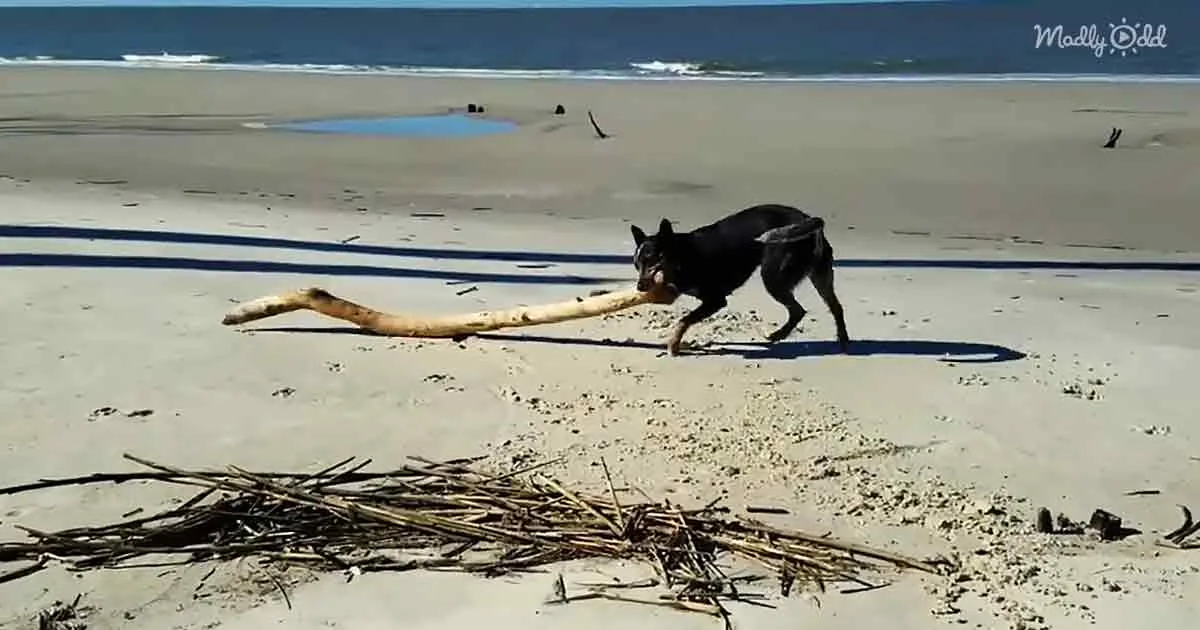 A black dog runs on a sandy beach, pulling a large stick with its mouth.
